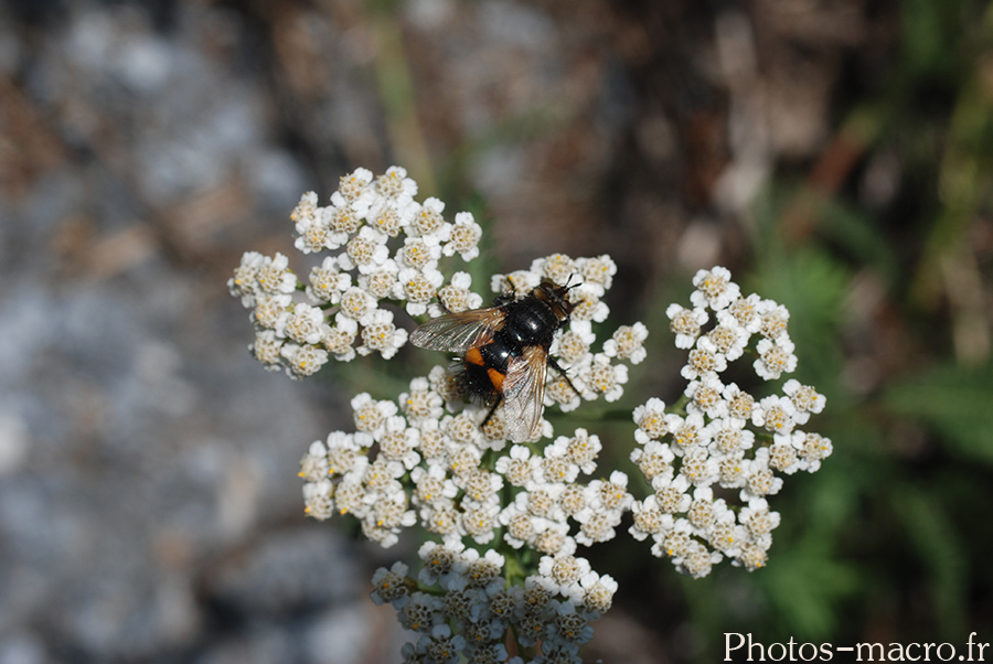 Nowickia ferox